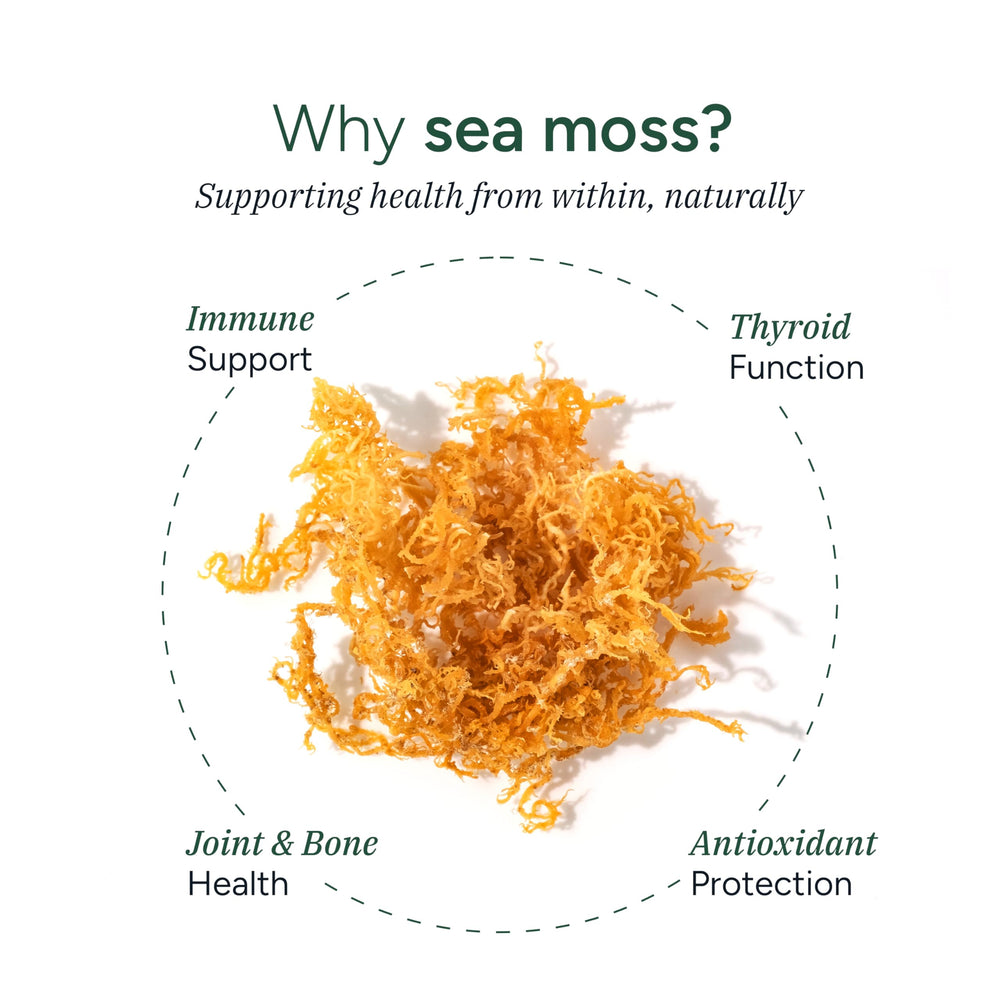 ASHWAGANDHA and KSM-66 focus in ROOT LABS Sea Moss Gummies for daily balance