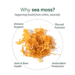 ASHWAGANDHA and KSM-66 focus in ROOT LABS Sea Moss Gummies for daily balance