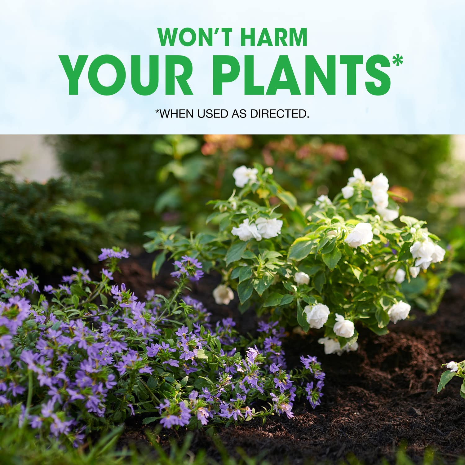 Roundup Weed Barrier Granules activation by watering shows barrier activation.