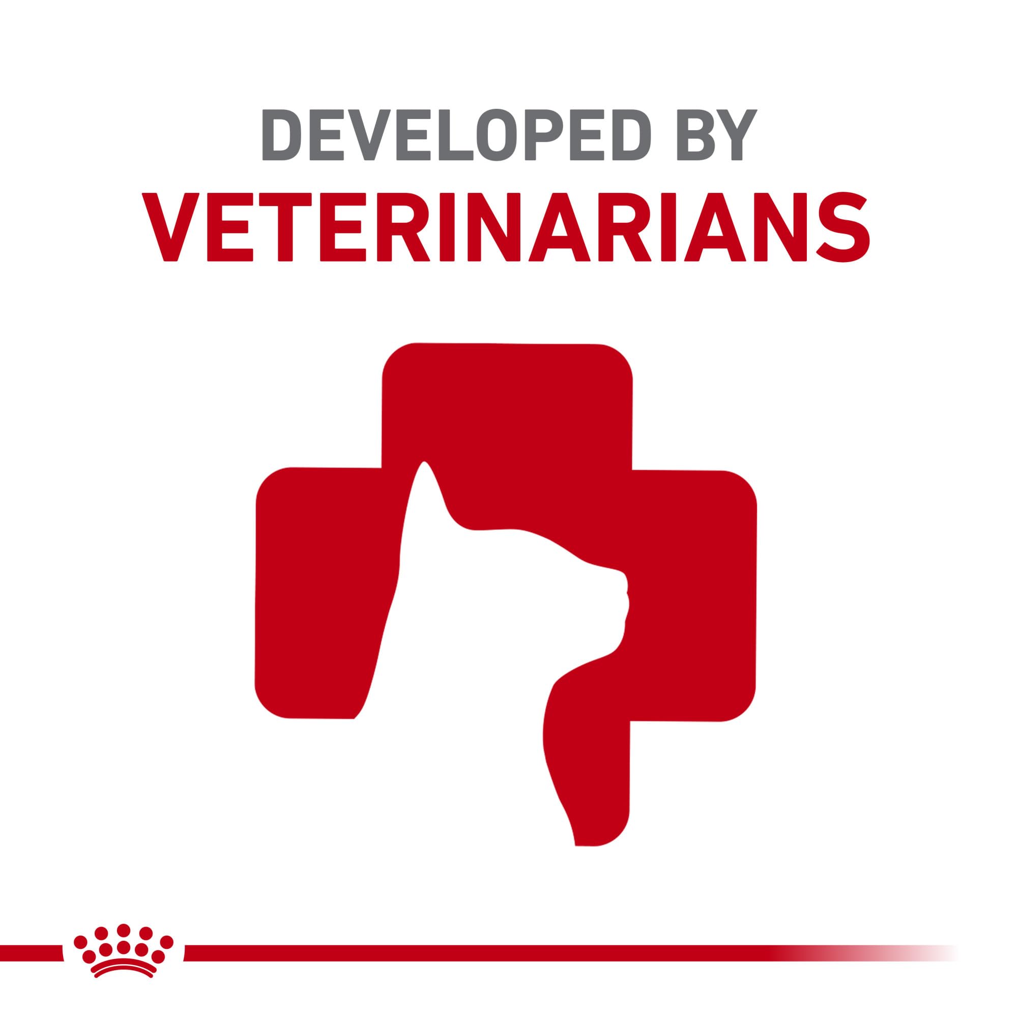 Cat enjoying Royal Canin Indoor wet food to support indoor lifestyle