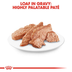 Royal Canin Chihuahua loaf in gravy open can with moist paté texture