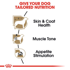 Royal Canin Poodle Adult wet food bowl paté appeals to picky appetites.