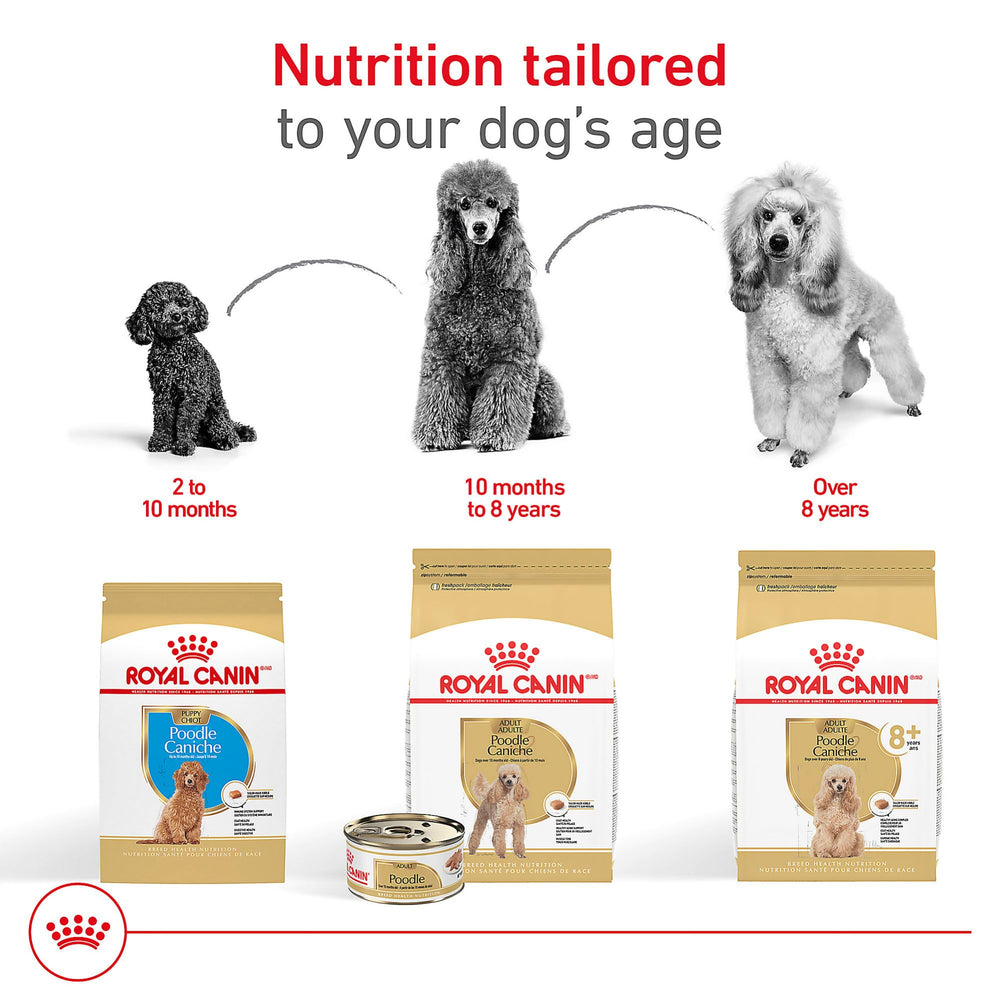 Royal Canin Poodle Adult Wet Food canned open, convenient meal option