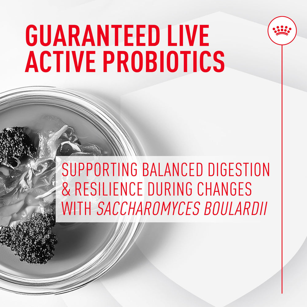 Royal Canin Probiotics being sprinkled on wet food to support gut balance.