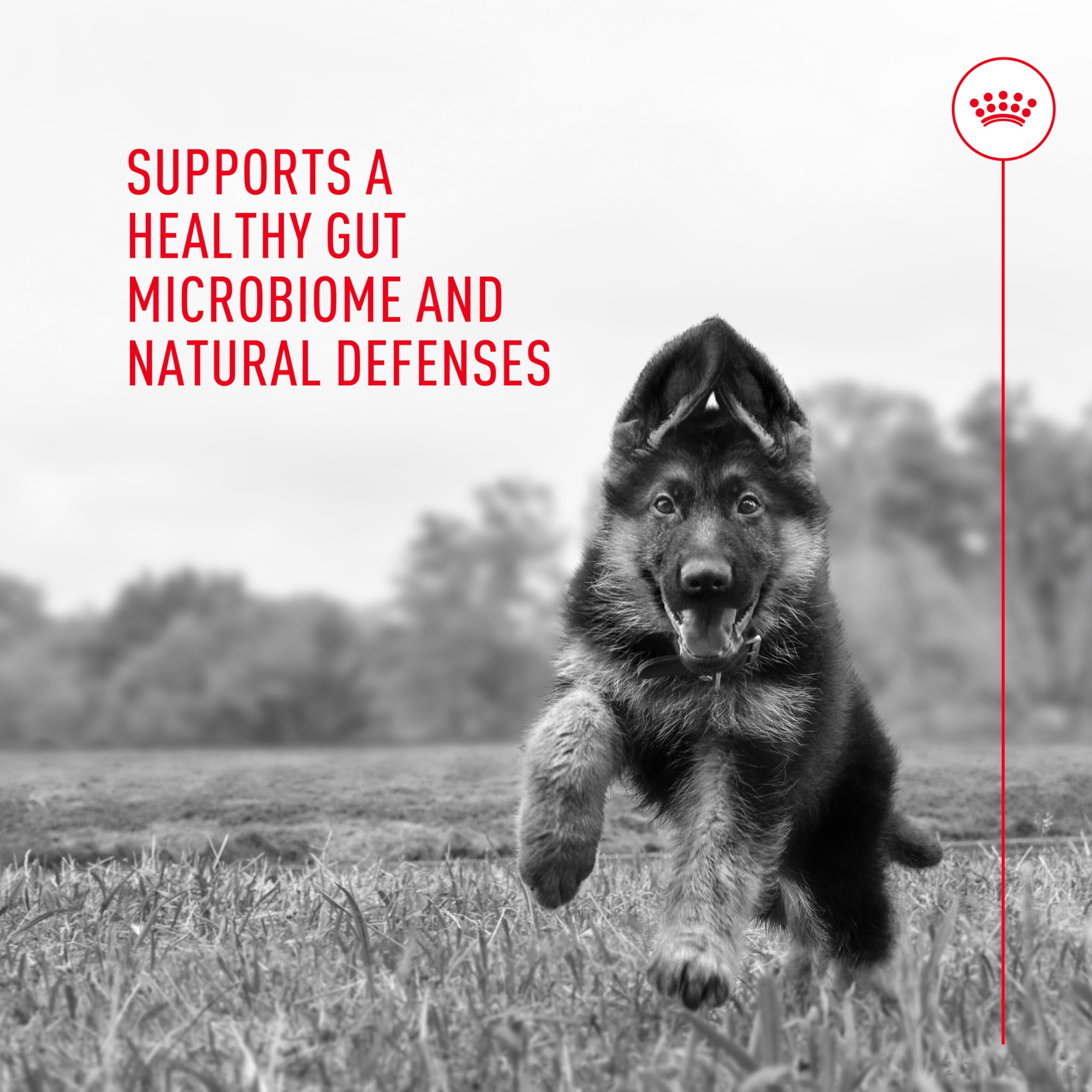 Royal Canin probiotics shown with a happy dog after feeding