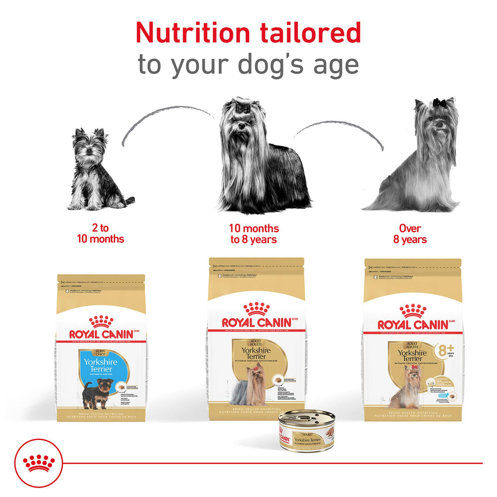 Yorkshire Terrier served with dry food mix idea using Royal Canin.