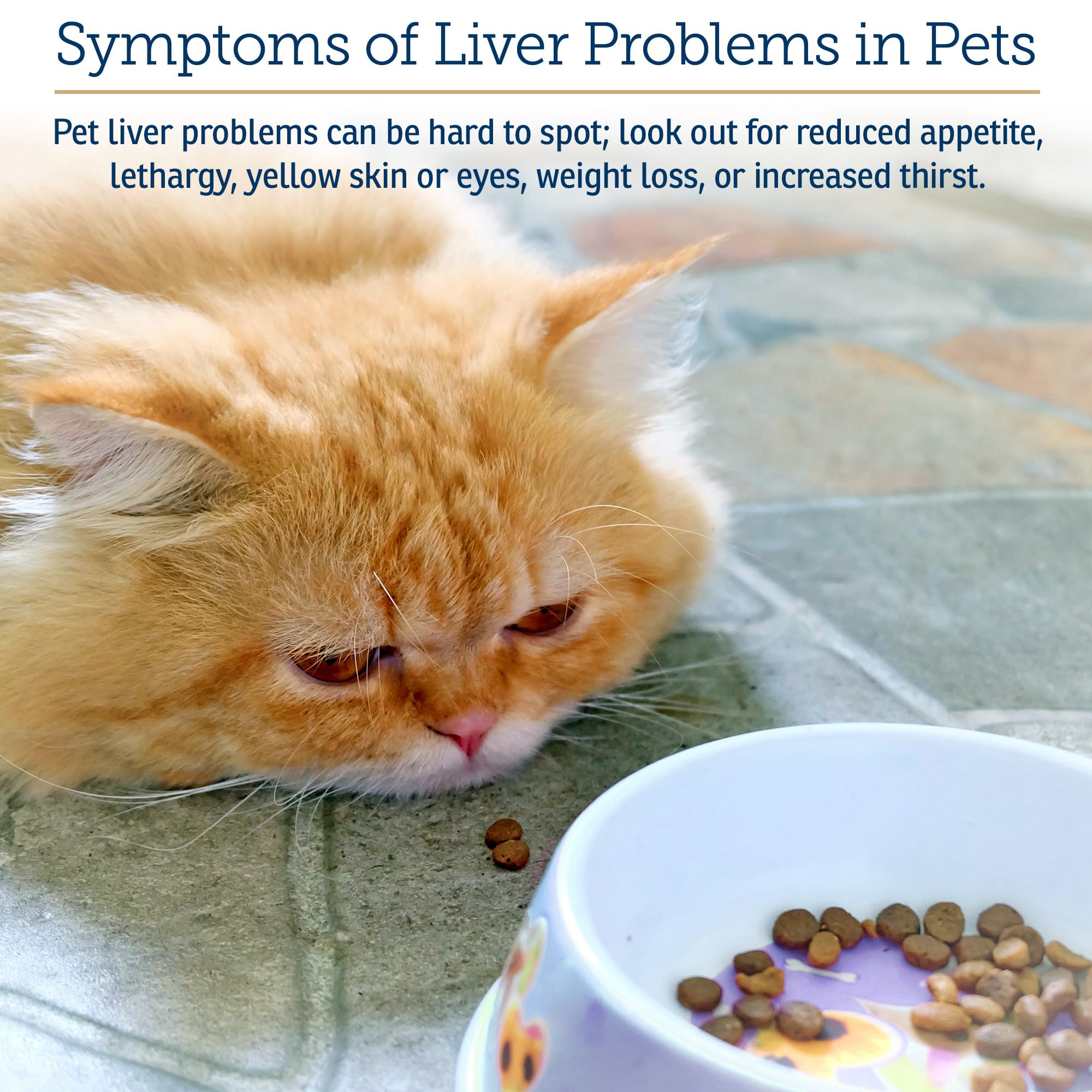 Rx Vitamins Hepato Support cat patient demonstrates milk-thistle based liver support for felines.