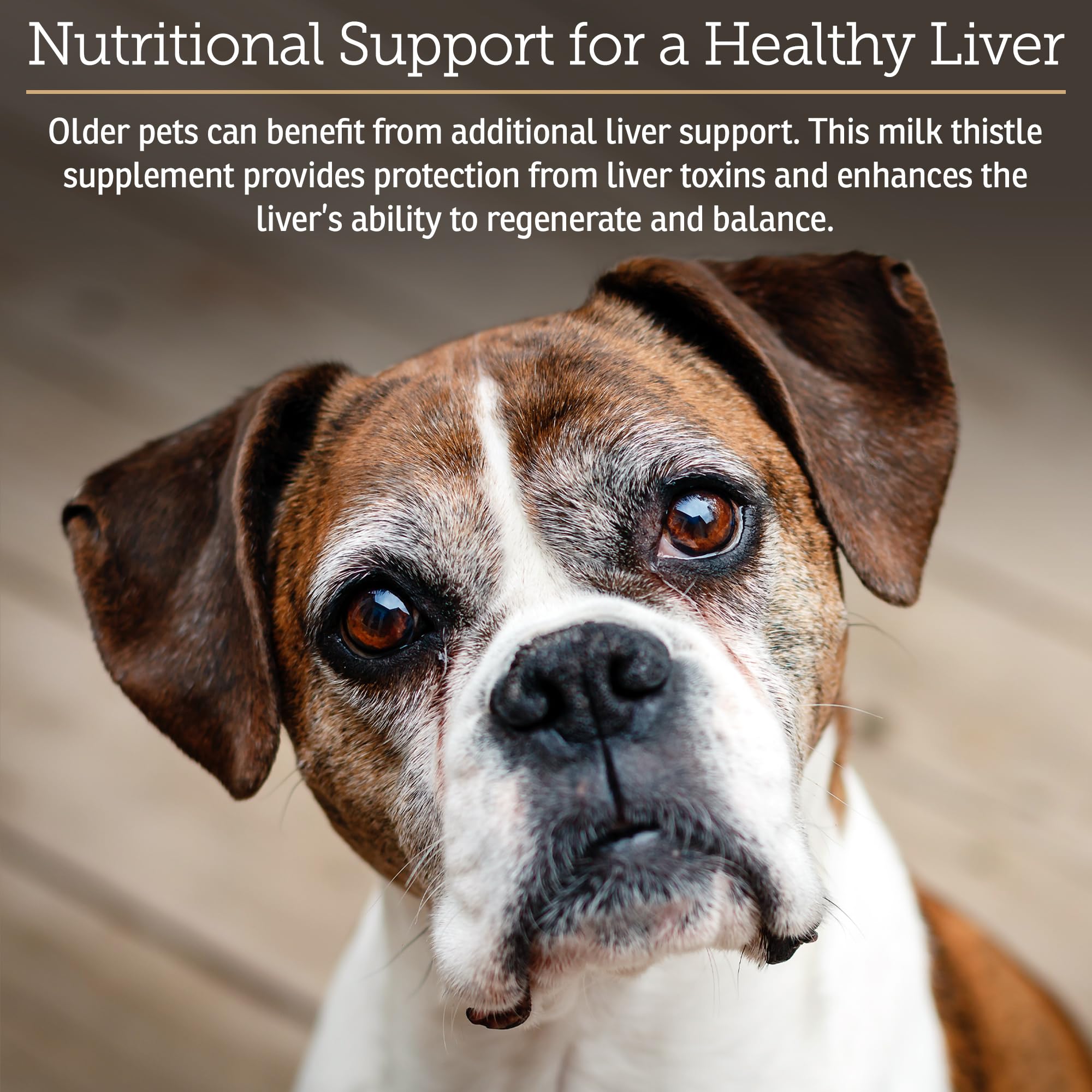 Rx Vitamins Hepato Support dog patient illustrates vet-formulated liver care for canine companions.