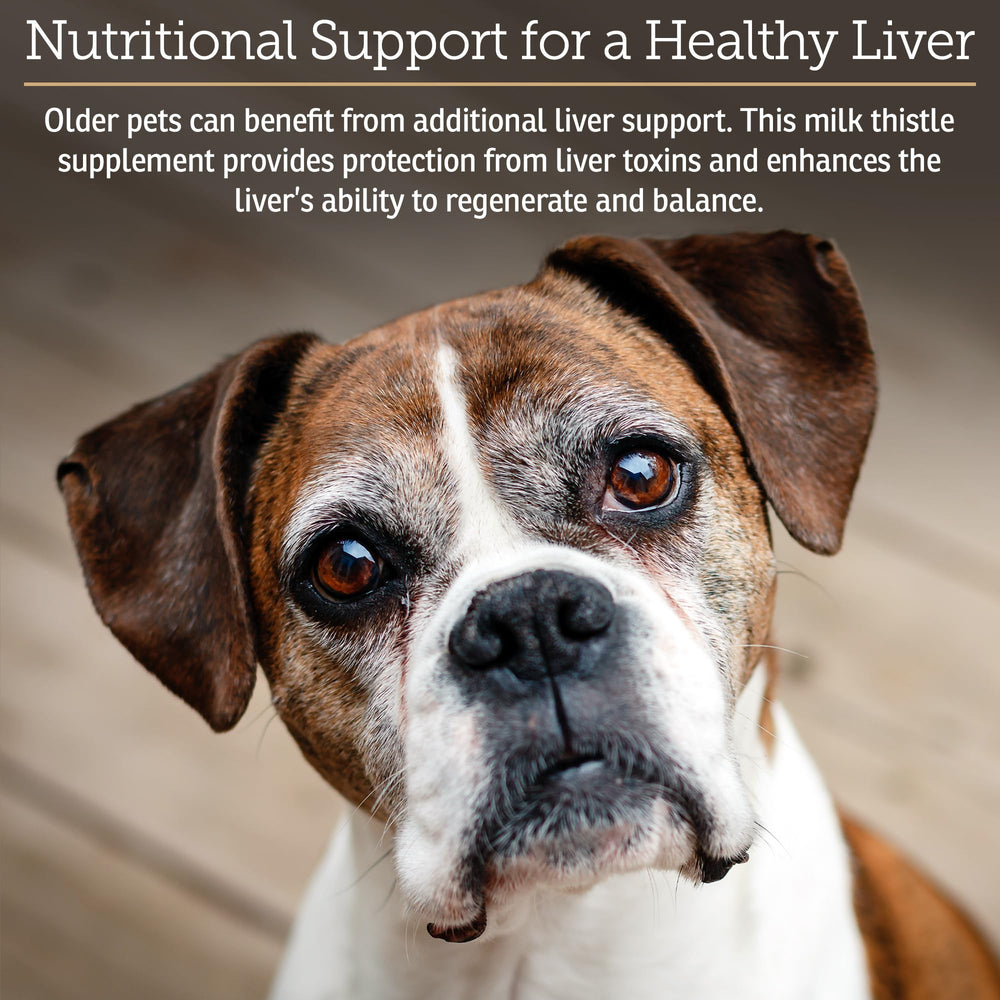 Rx Vitamins Hepato Support dog patient illustrates vet-formulated liver care for canine companions.