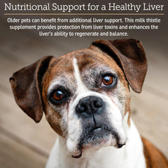 Rx Vitamins Hepato Support dog patient illustrates vet-formulated liver care for canine companions.