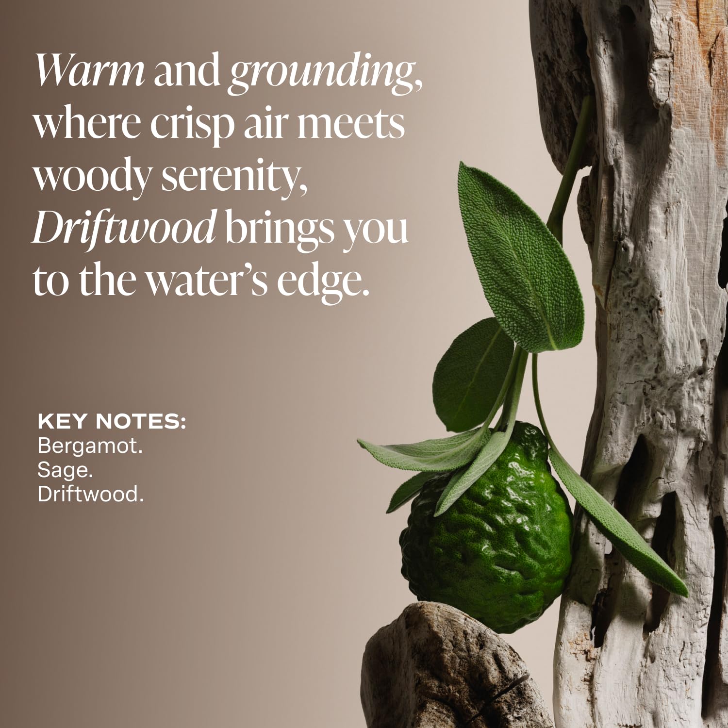 Saltair Driftwood ingredients list highlights hyaluronic acid and amino acids for hydration.