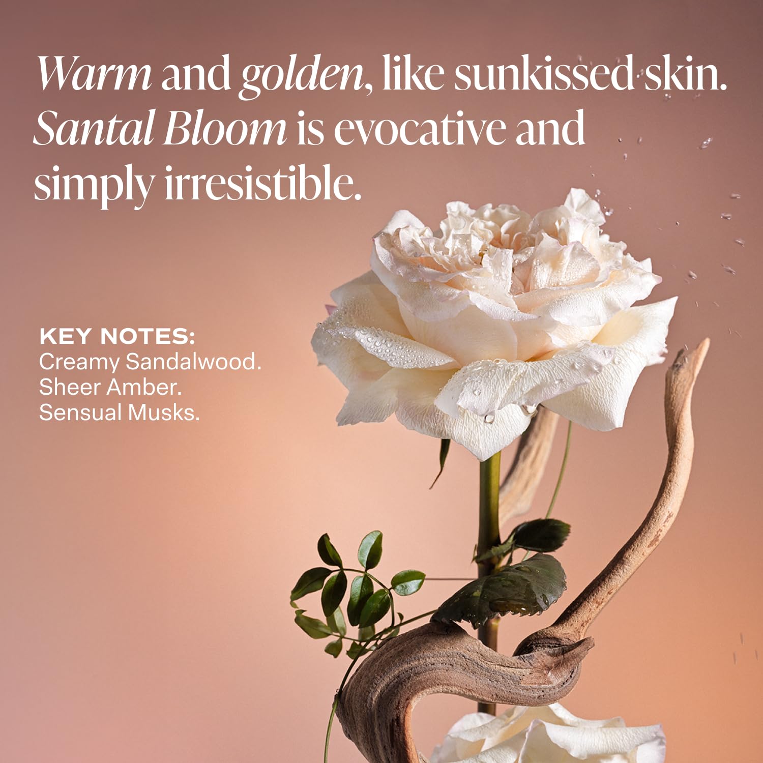 Saltair Shea butter-rich cream texture showcases luxurious, soothing feel.