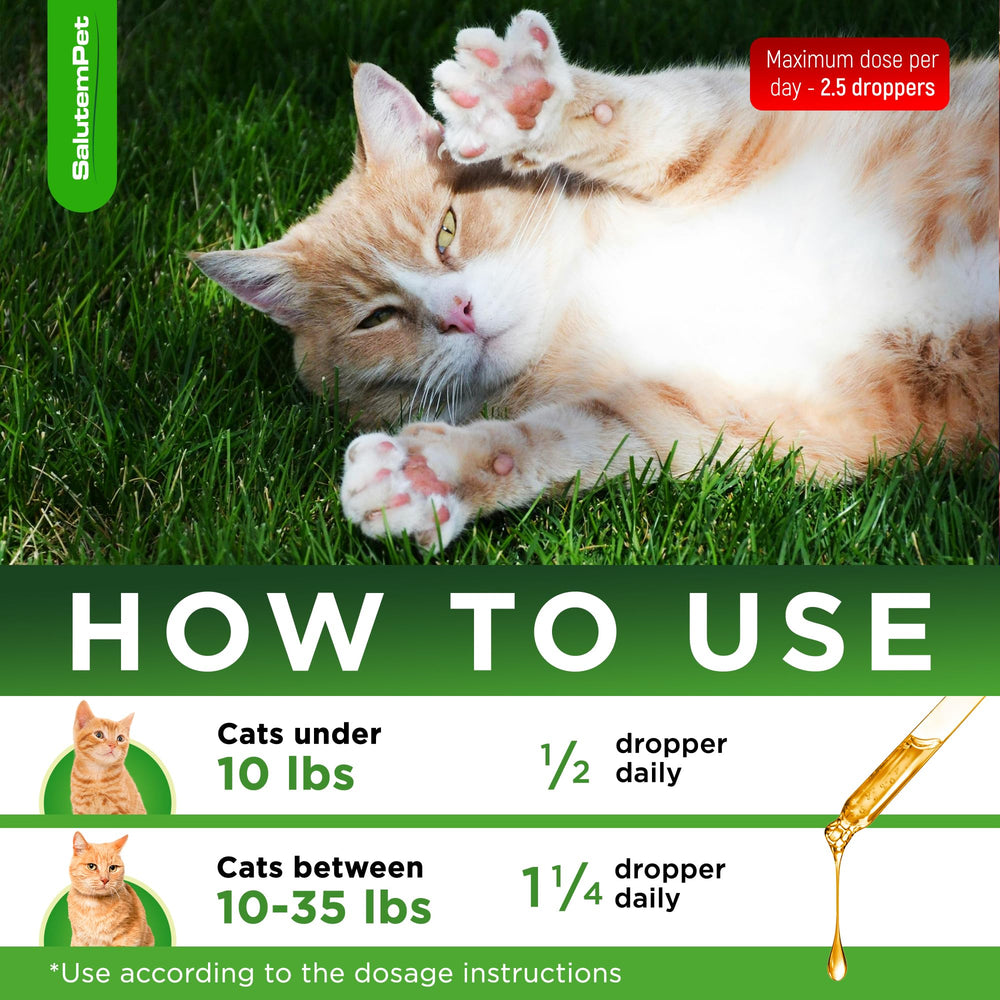 SalutemPet cat antibiotic liquid two-ounce bottle