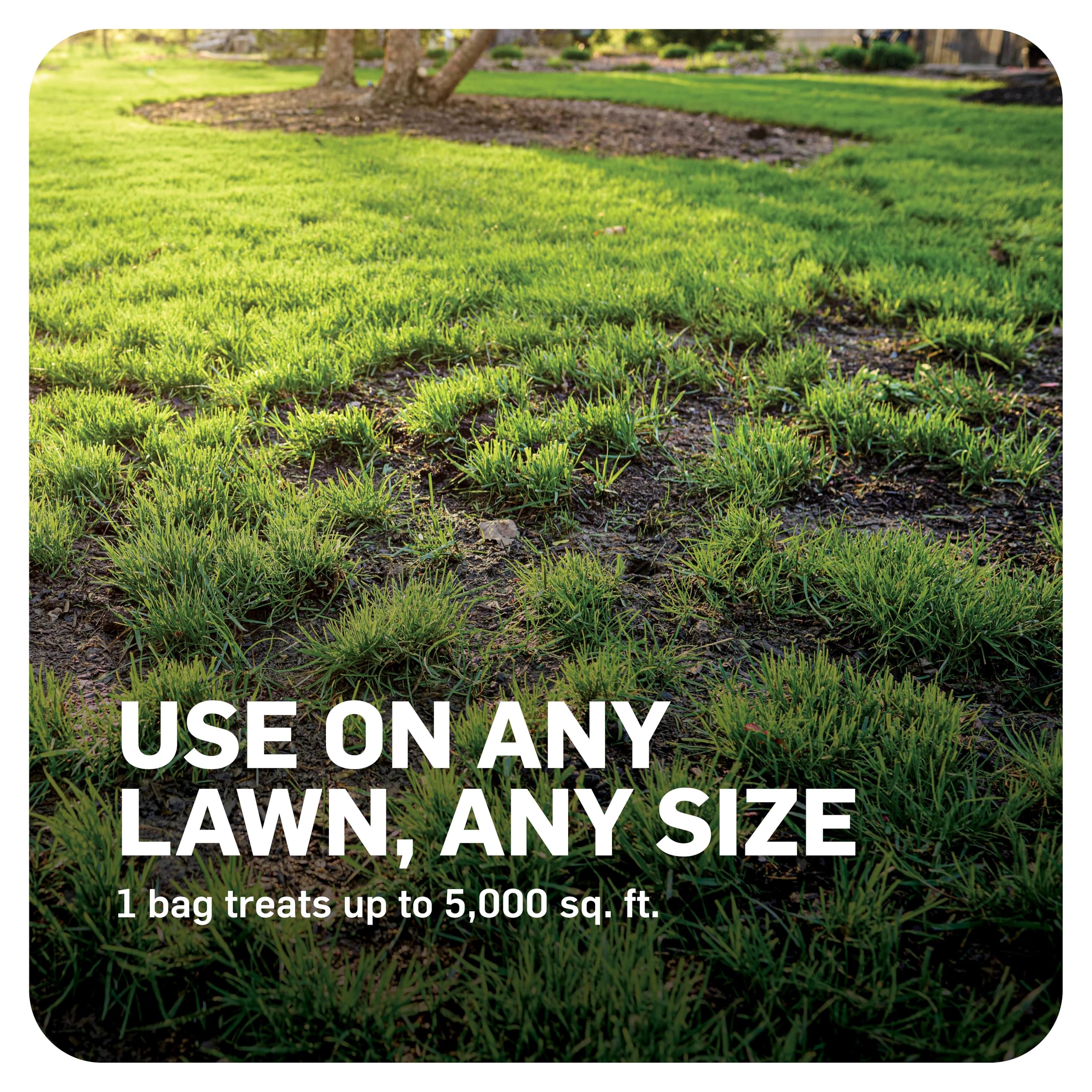 Lawn-care routine featuring Scotts DiseaseEx for ongoing disease management.