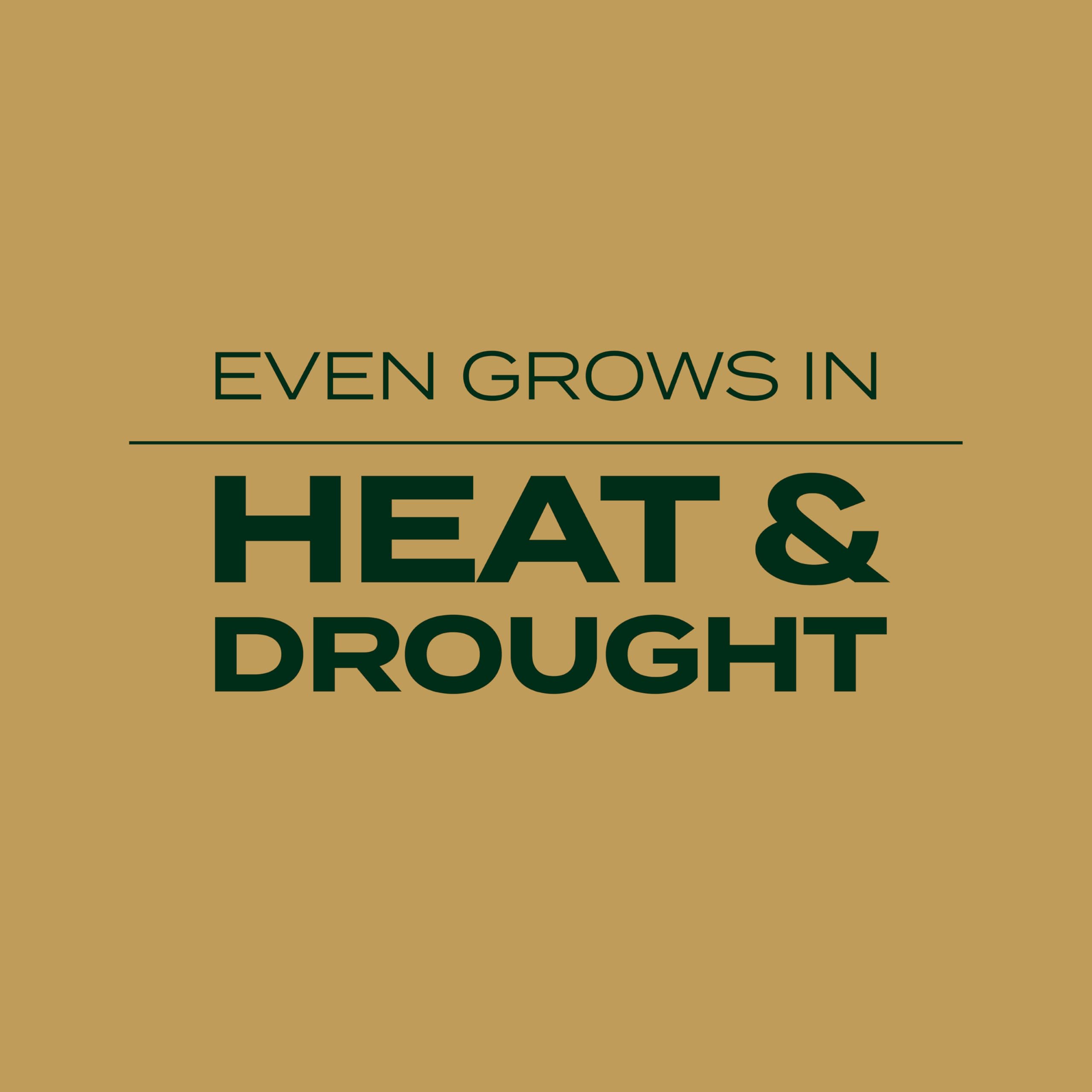 Scotts EZ Seed with controlled-release fertilizer supports steady growth.