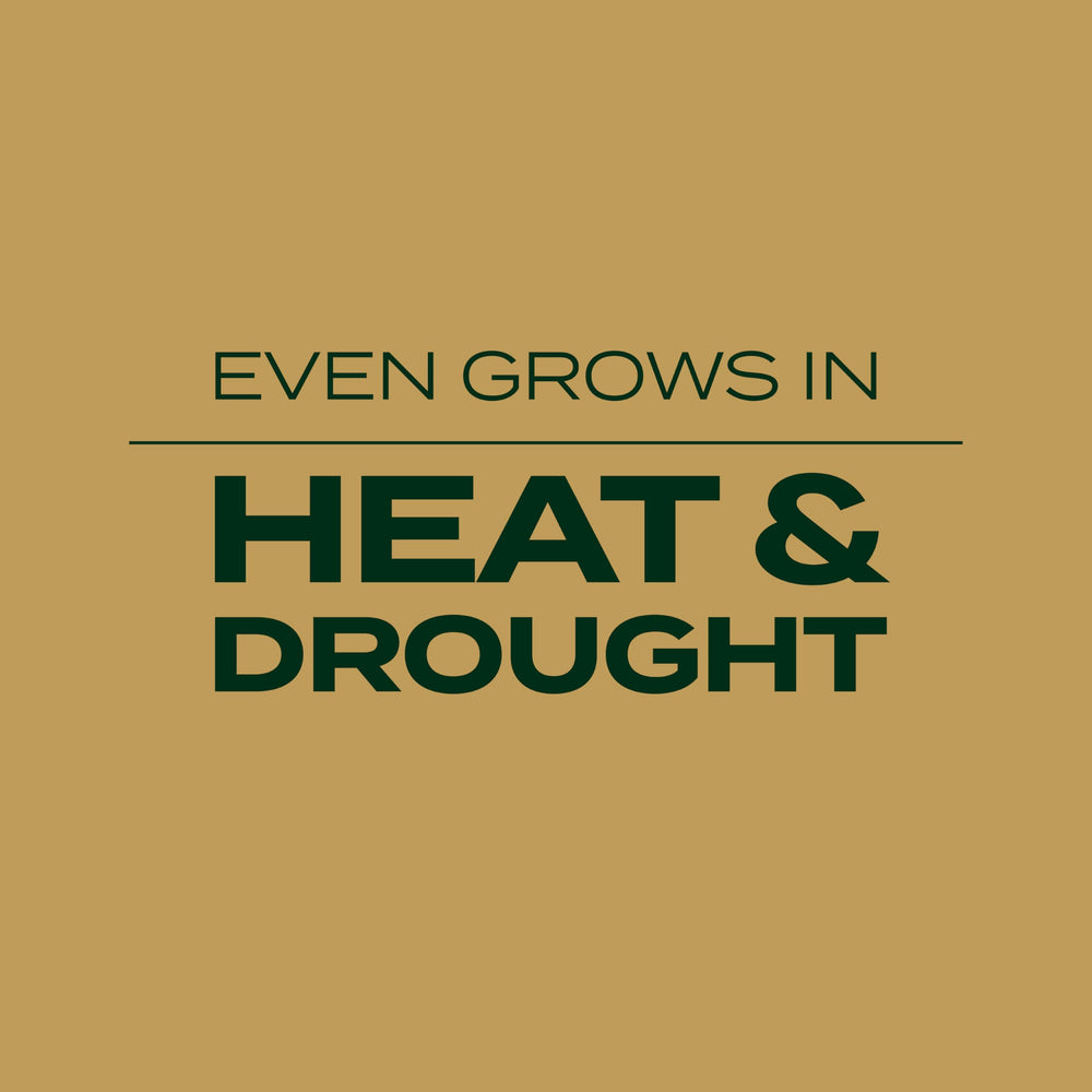 Scotts EZ Seed with controlled-release fertilizer supports steady growth.