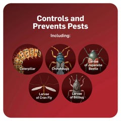 Apply Scotts GrubEx1 to a dry lawn for best grub kill.