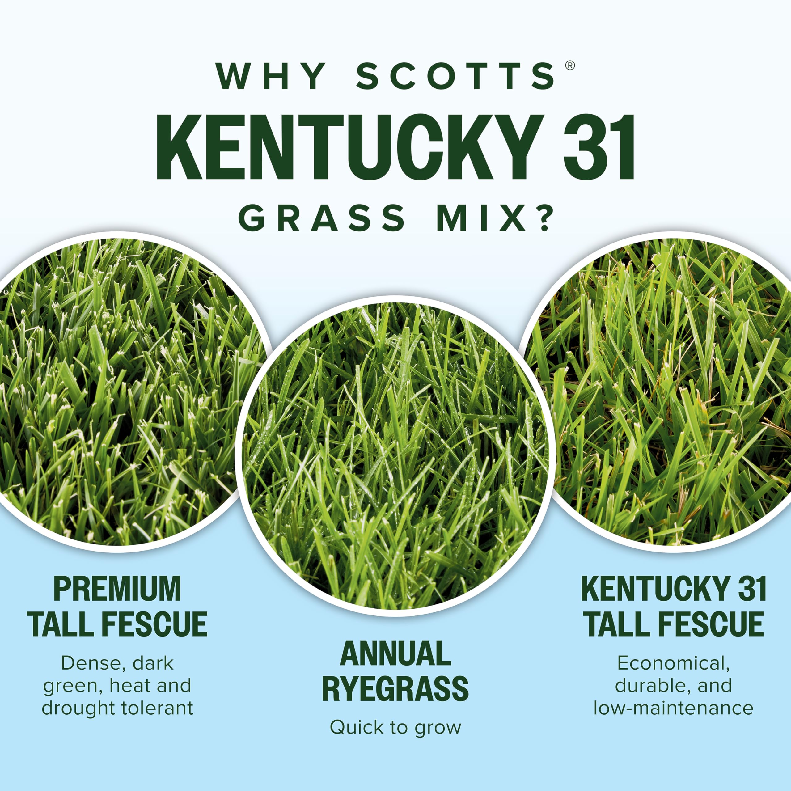 Scotts Kentucky 31 heat and drought tolerance highlighted.