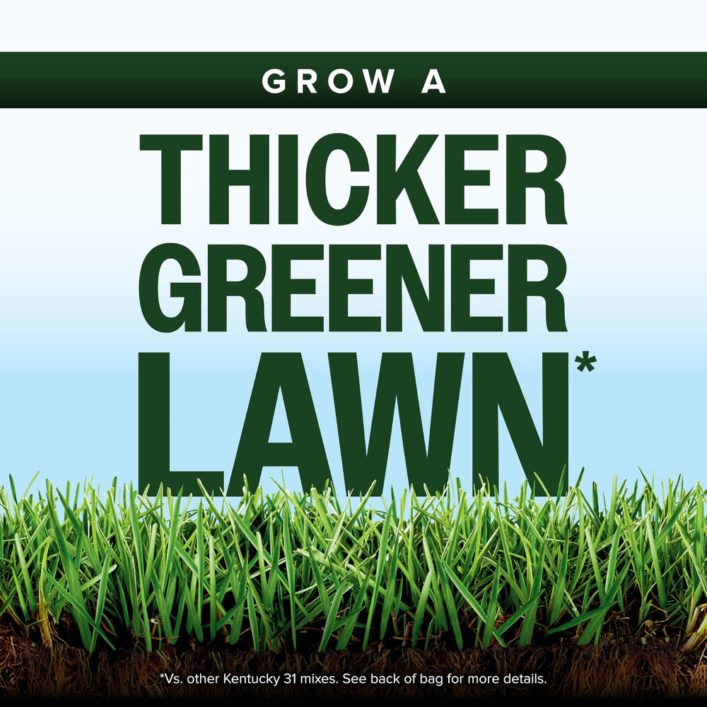 Scotts Kentucky 31 seed blend image shows dense green lawn potential.