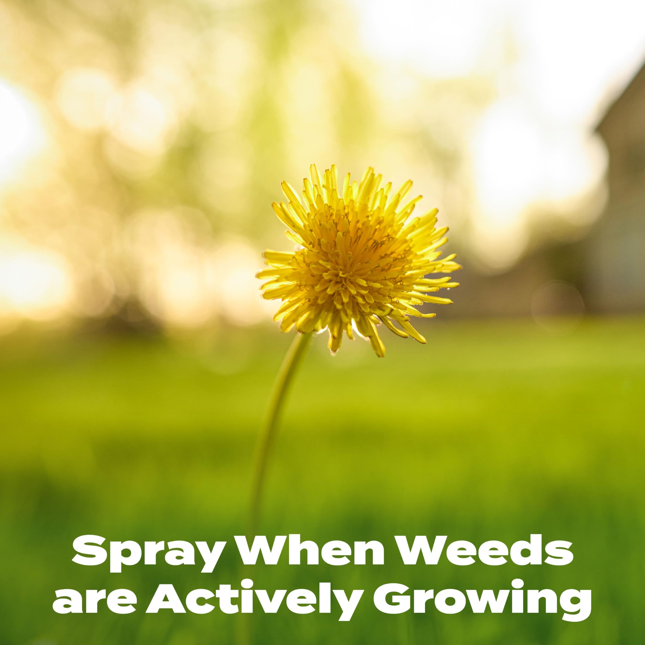 Scotts quick nitrogen boost helps blades look greener.