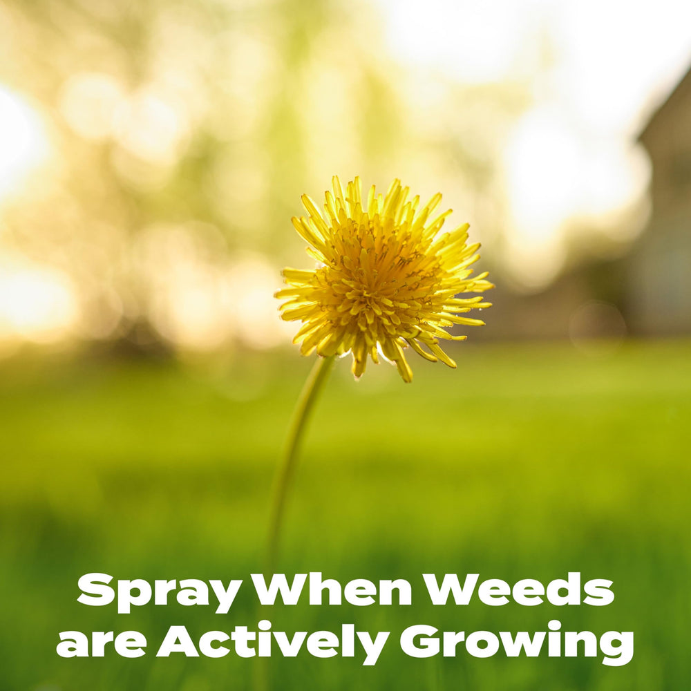 Scotts quick nitrogen boost helps blades look greener.