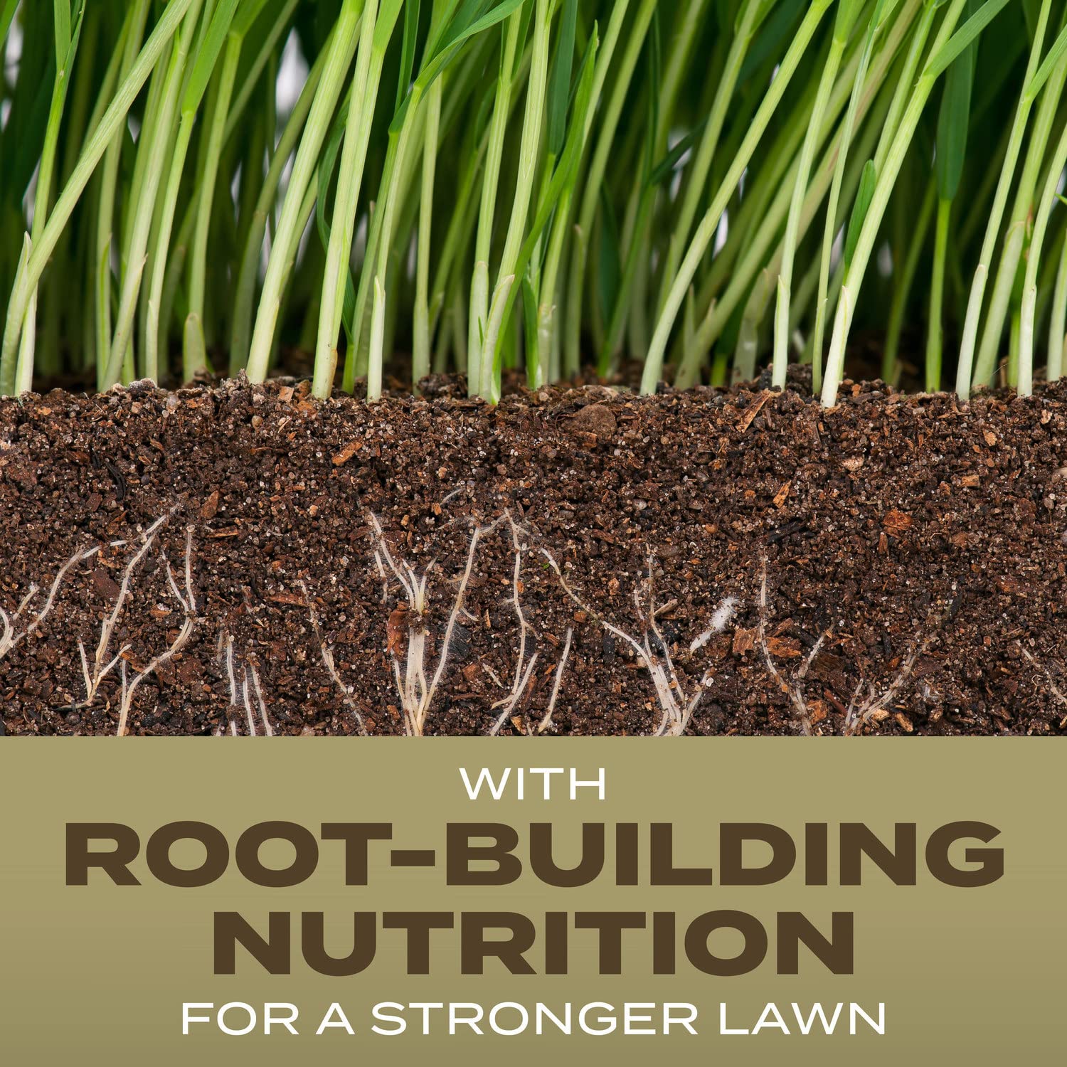 Scotts Turf Builder Southern Gold root-building nutrition supports deep roots