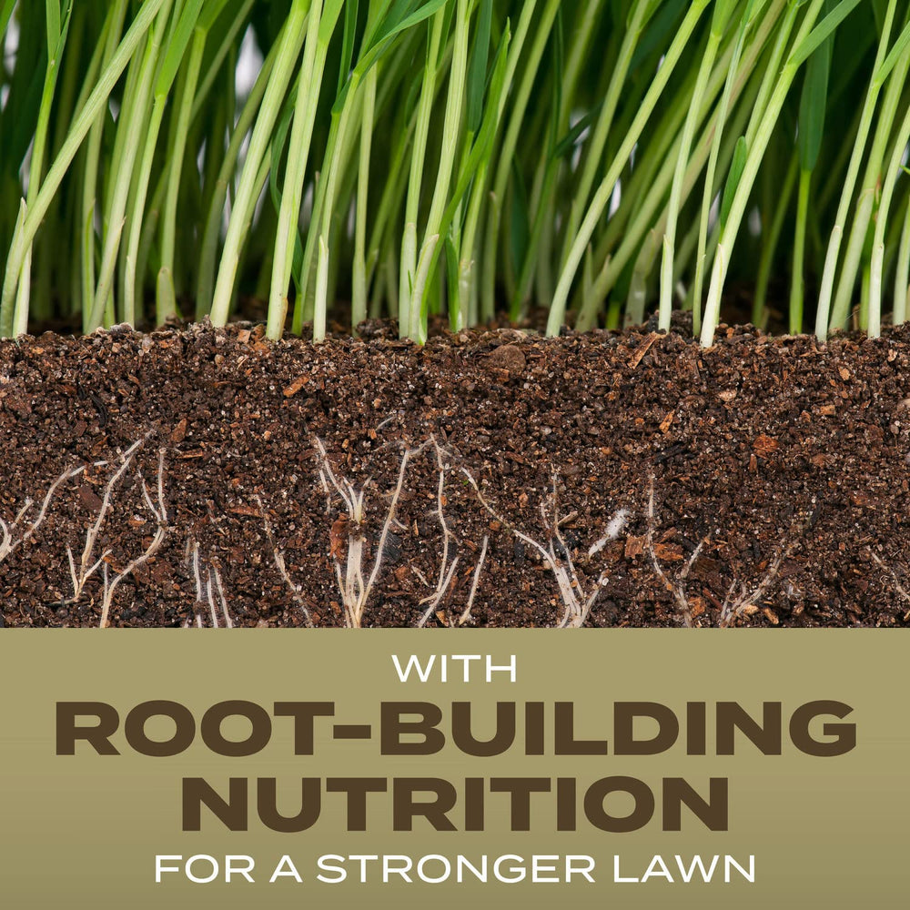Scotts Turf Builder Southern Gold root-building nutrition supports deep roots