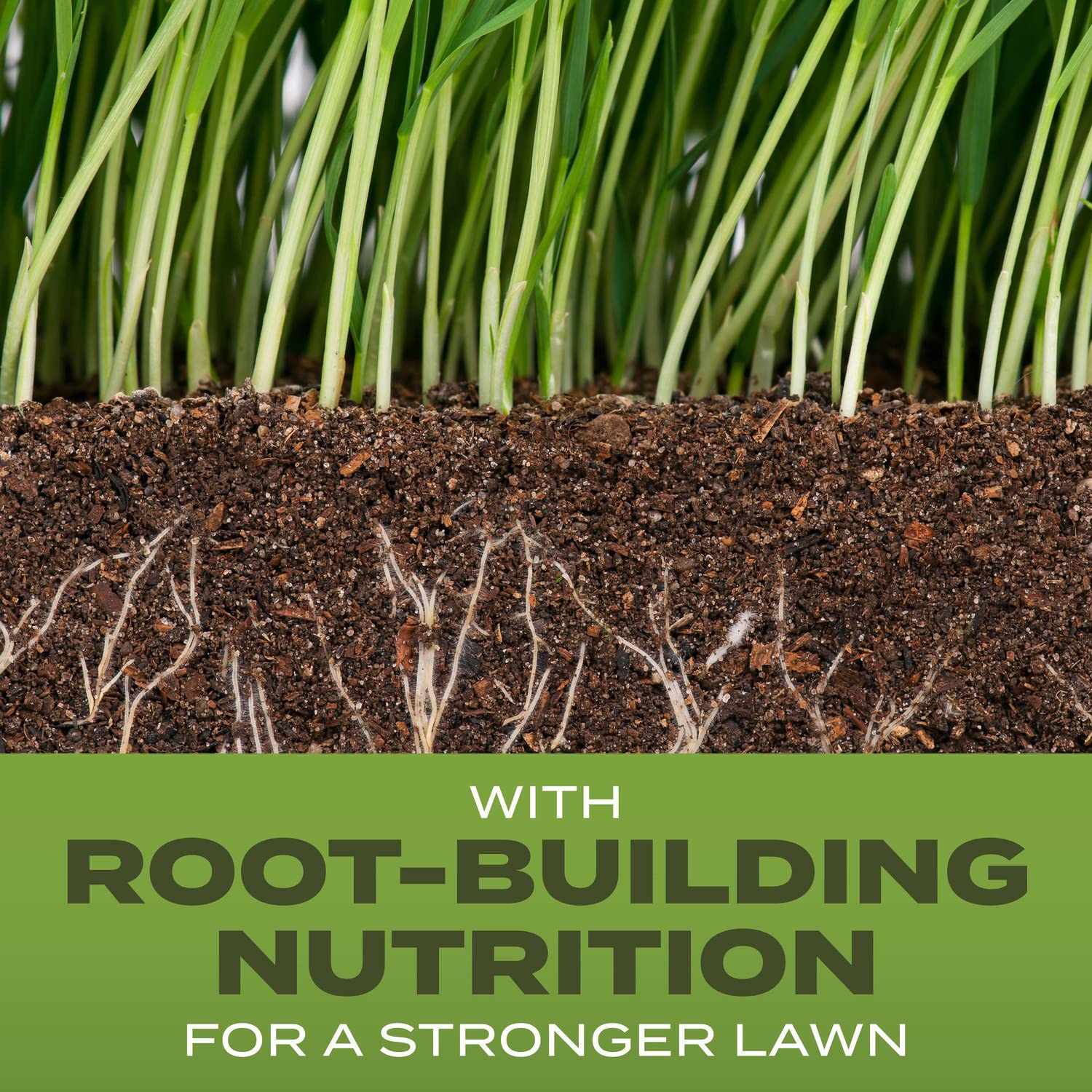 Scotts Tall Fescue seed closeup highlighting strong root-building nutrition