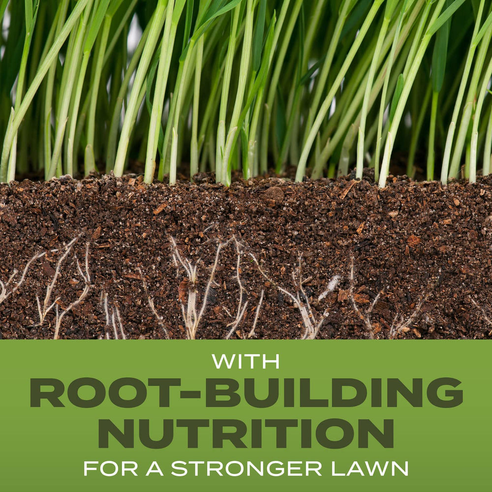 Scotts Tall Fescue seed closeup highlighting strong root-building nutrition