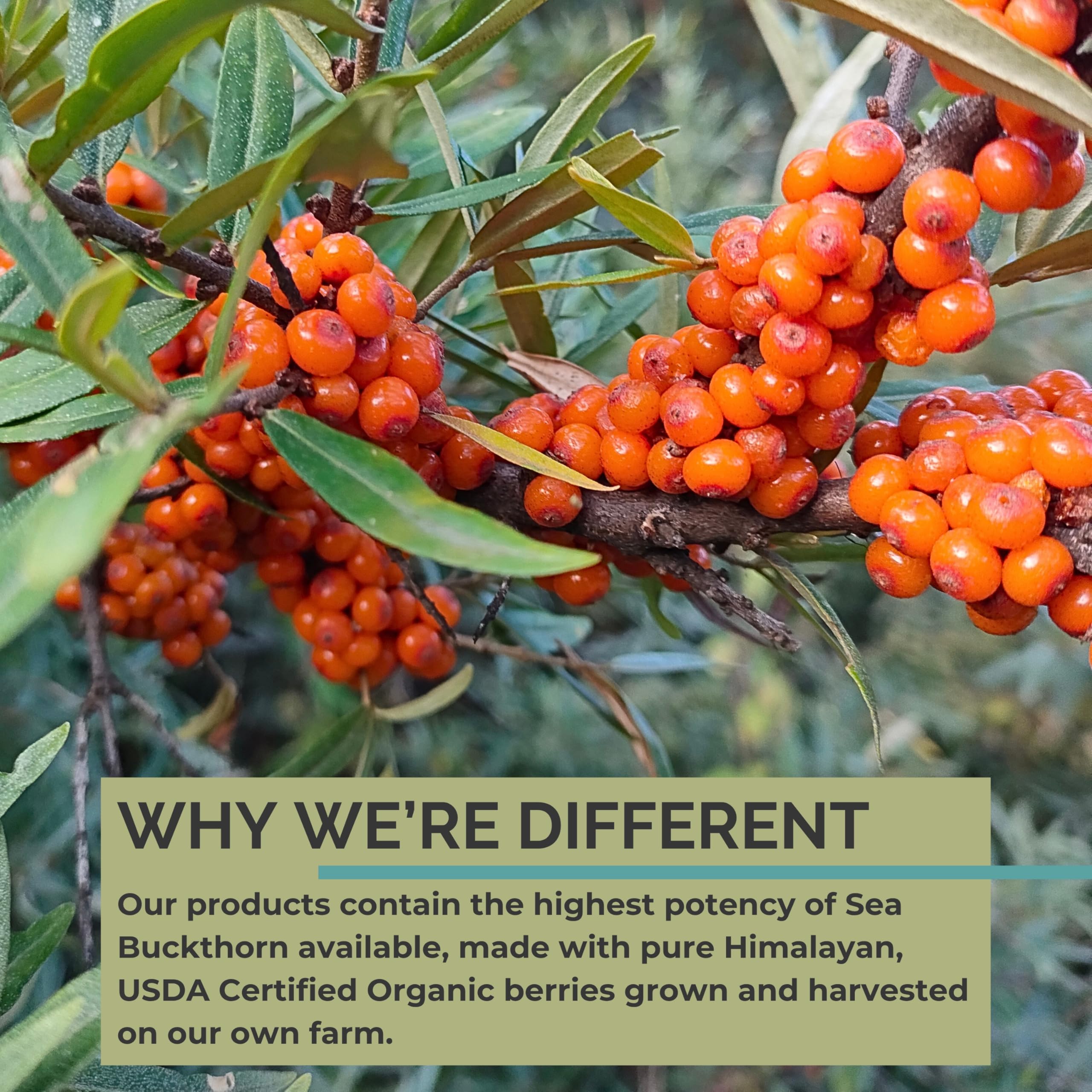 Close-up of SeabuckWonders label showing organic certification