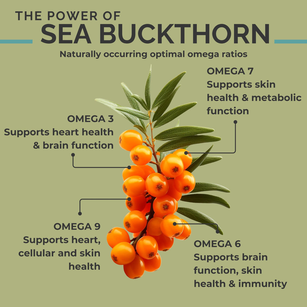 SeabuckWonders farm harvest of organic sea buckthorn berries from the Tibetan plateau.