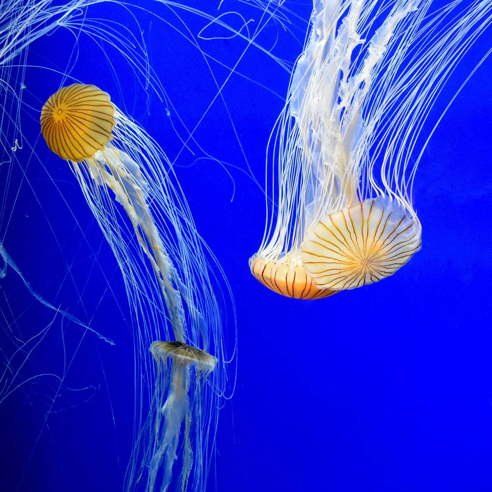 Prime detoxifying ammonia in tap water before adding fish