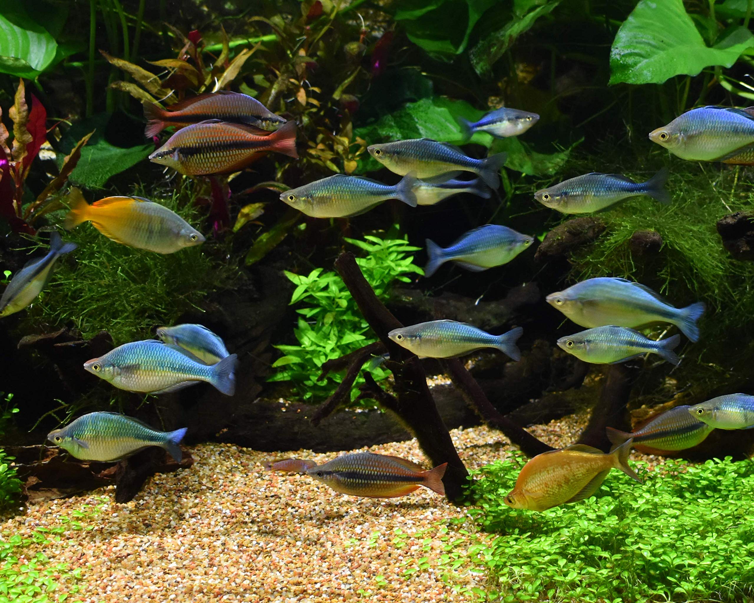 Seachem Pristine, utile en eau douce et marine, adapté à divers environnements.