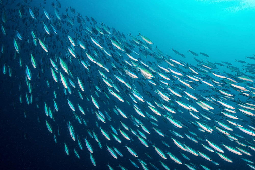 Season Sardines sustainability certification label from Friend of the Sea.