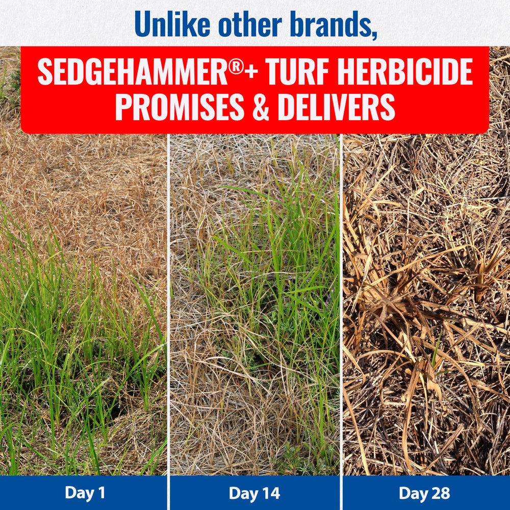 Sedgehammer Plus pet-safe after drying scene conveys safe playtime in treated lawns.