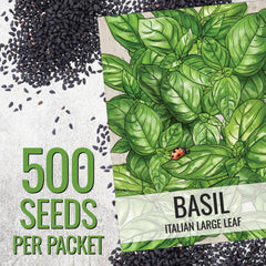 Seed Needs Basil Seeds Italian Large Leaf Packet supports easy germination and healthy growth.