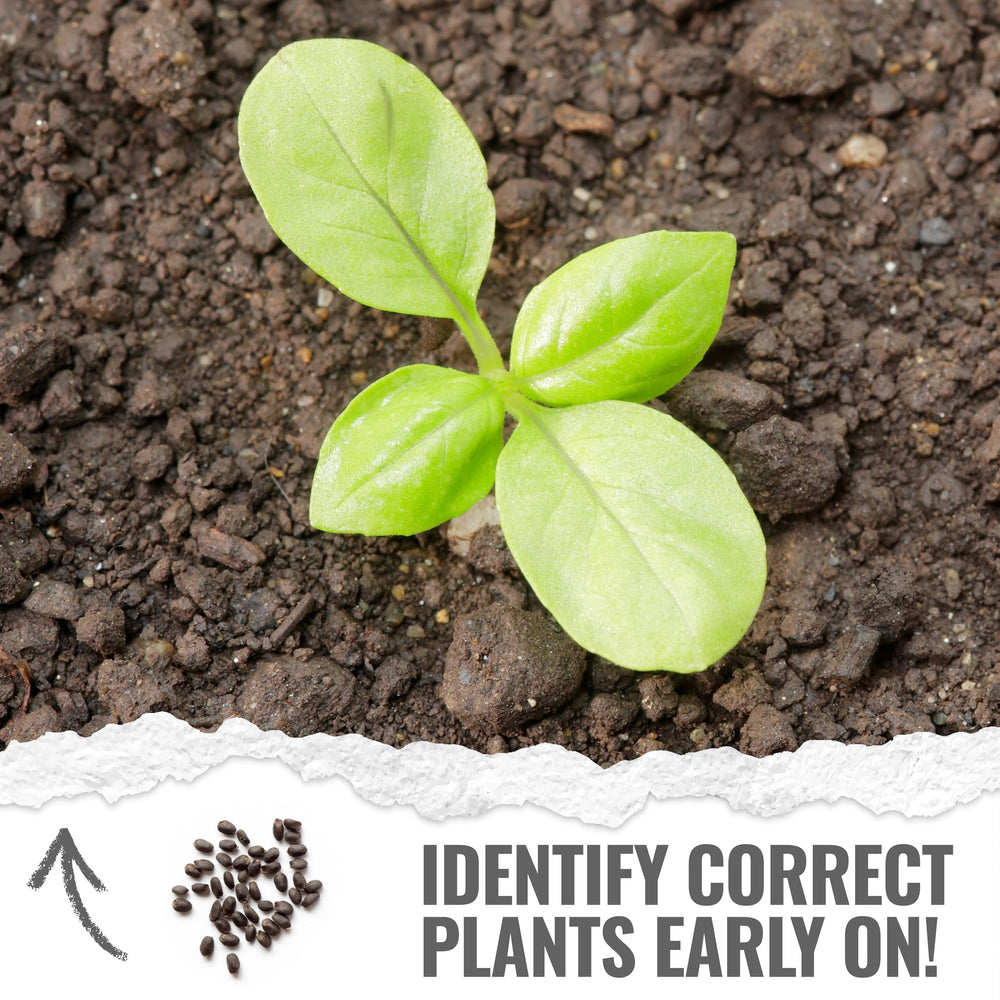 Seed Needs Basil Seeds Italian Large Leaf Packet enables fragrant kitchen herbs.