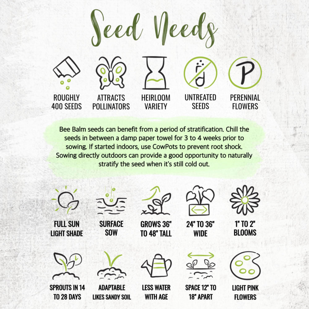 Seed Needs Bee Balm packet emphasizes freshness and sowing guidance.