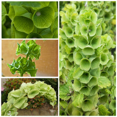 Seed Needs Bells of Ireland cut flower use with arrangements.
