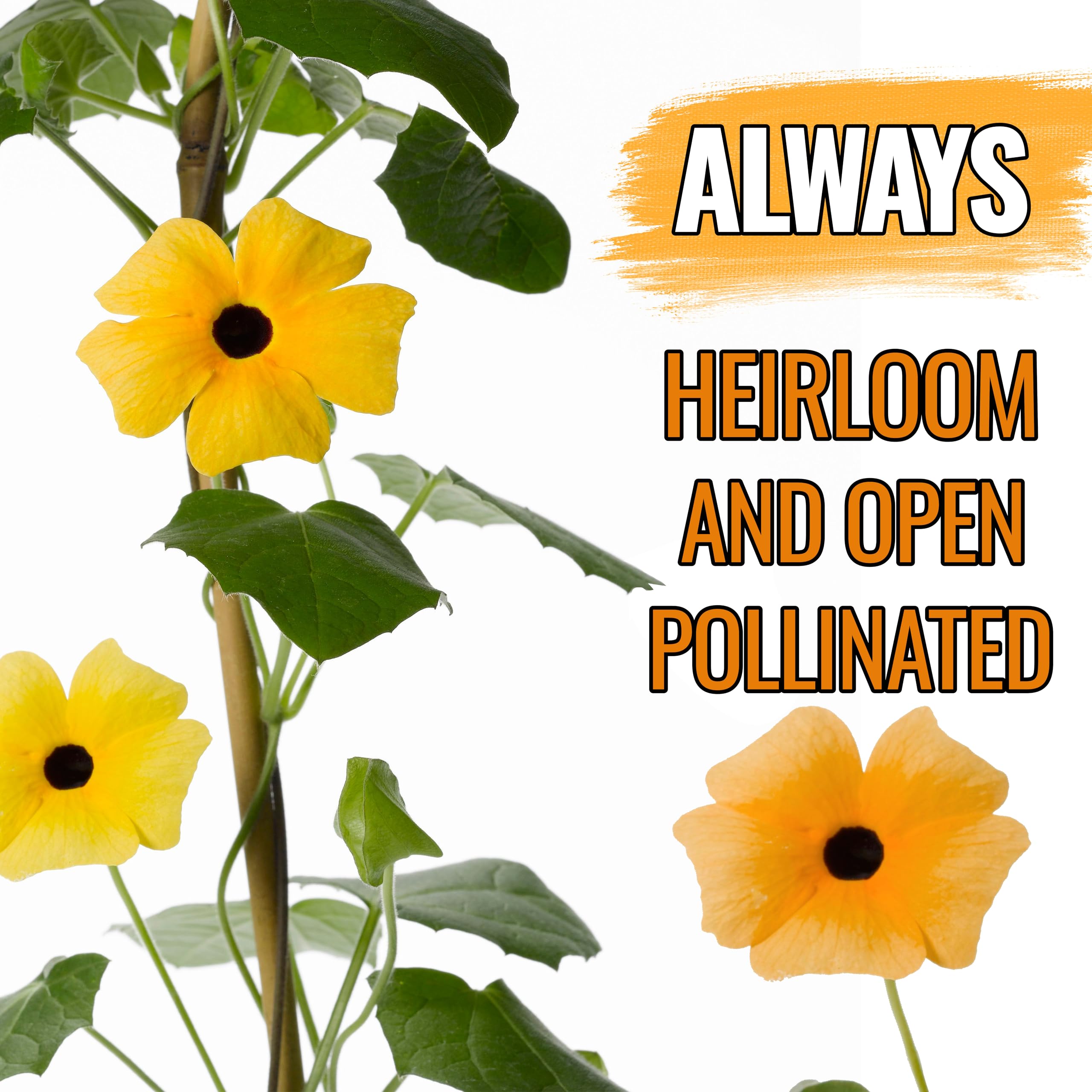 Seed Needs Black-Eyed Susan Vine blooms close-up in yellow and orange shades