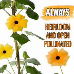 Seed Needs Black-Eyed Susan Vine blooms close-up in yellow and orange shades