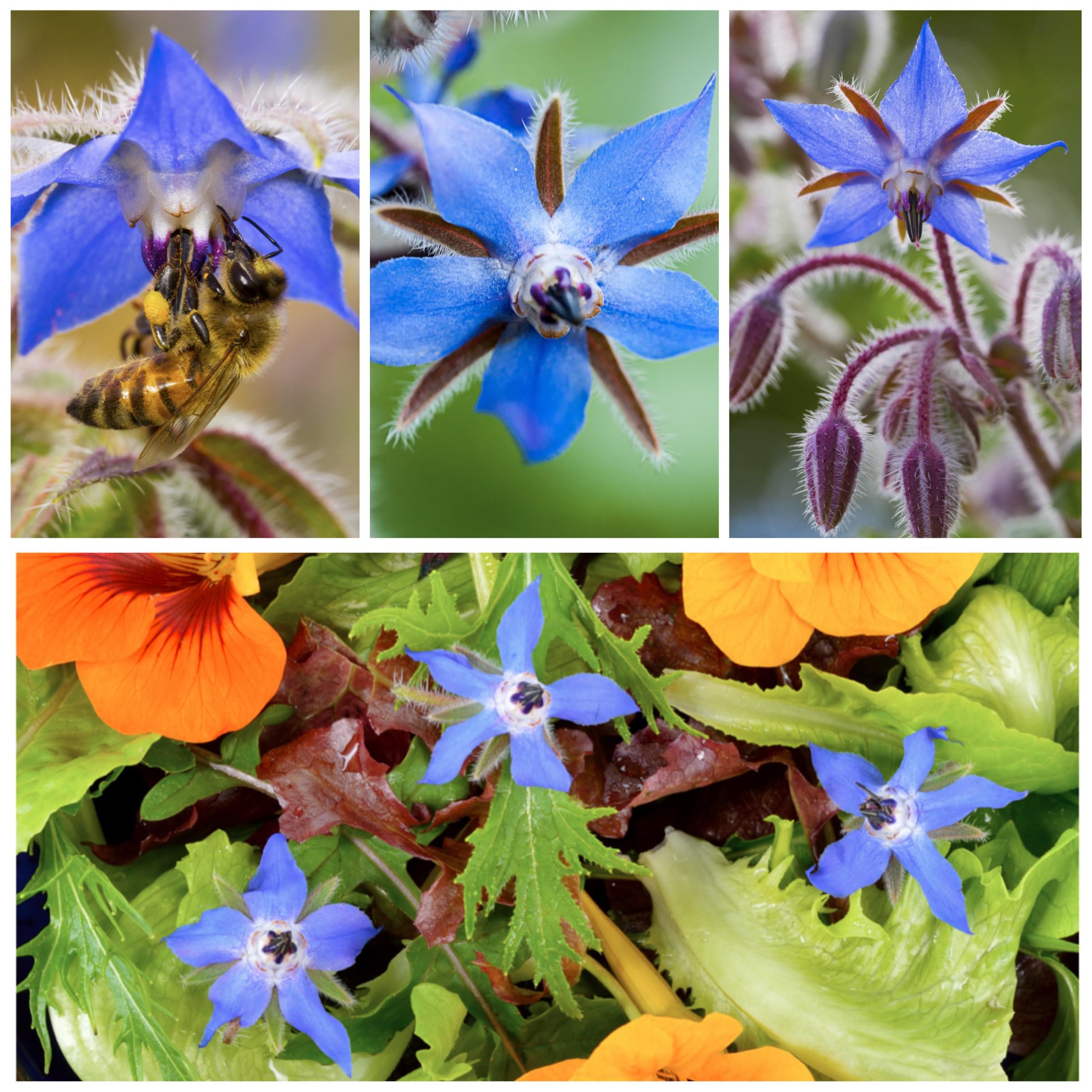 Seed Needs blue borage edible flowers ready for salads and desserts