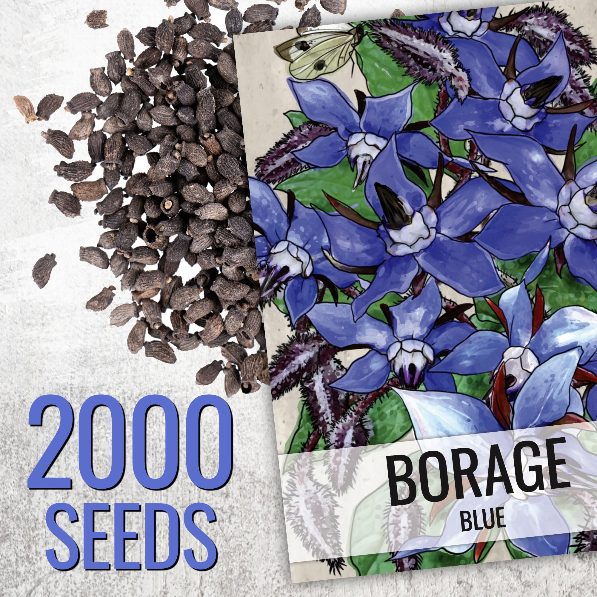Seed Needs blue borage leaves harvested young for fresh flavor