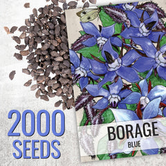 Seed Needs blue borage leaves harvested young for fresh flavor