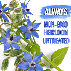 Seed Needs borage garden plant growing in sun and soil