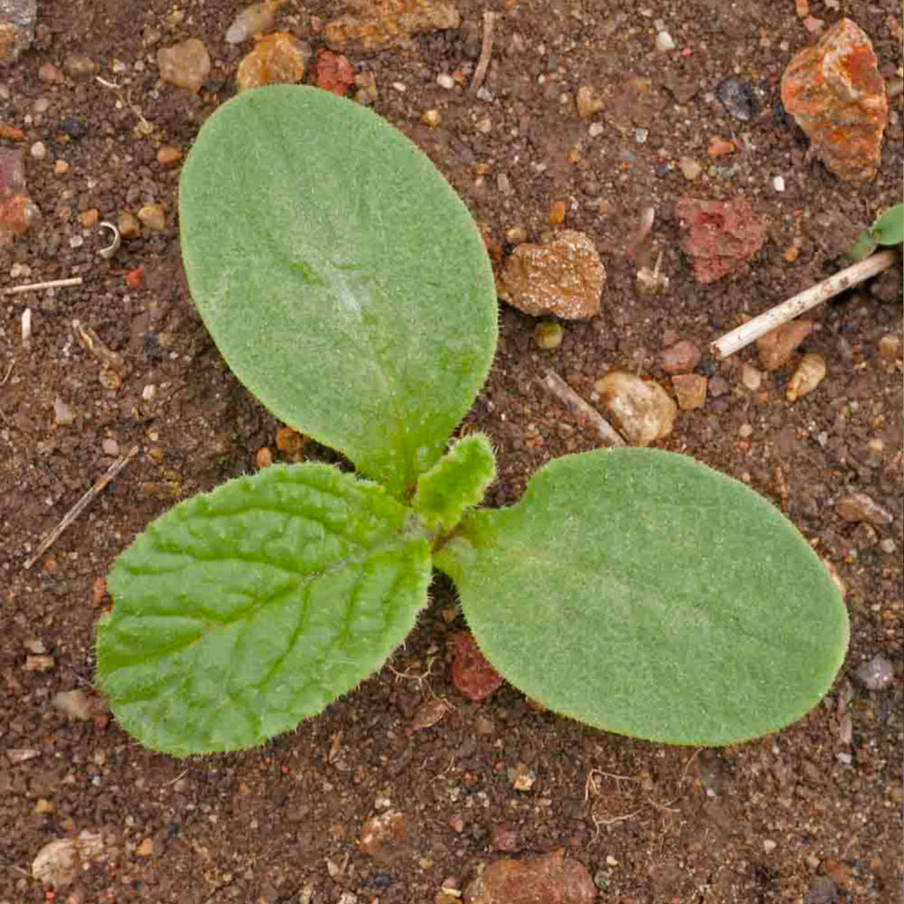 Seed Needs borage attracting pollinators like bees to the garden