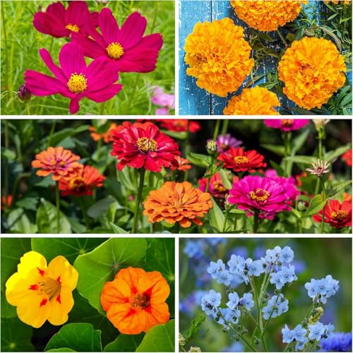 Seed Needs California Giants Zinnia provides dramatic color and cut-flower potential