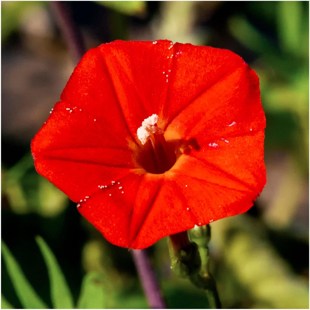 Seed Needs Cardinal Climber seed closeup showing red blooms and foliage