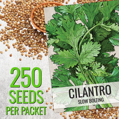 Seed Needs cilantro seeds open packet ready to plant and grow cilantro