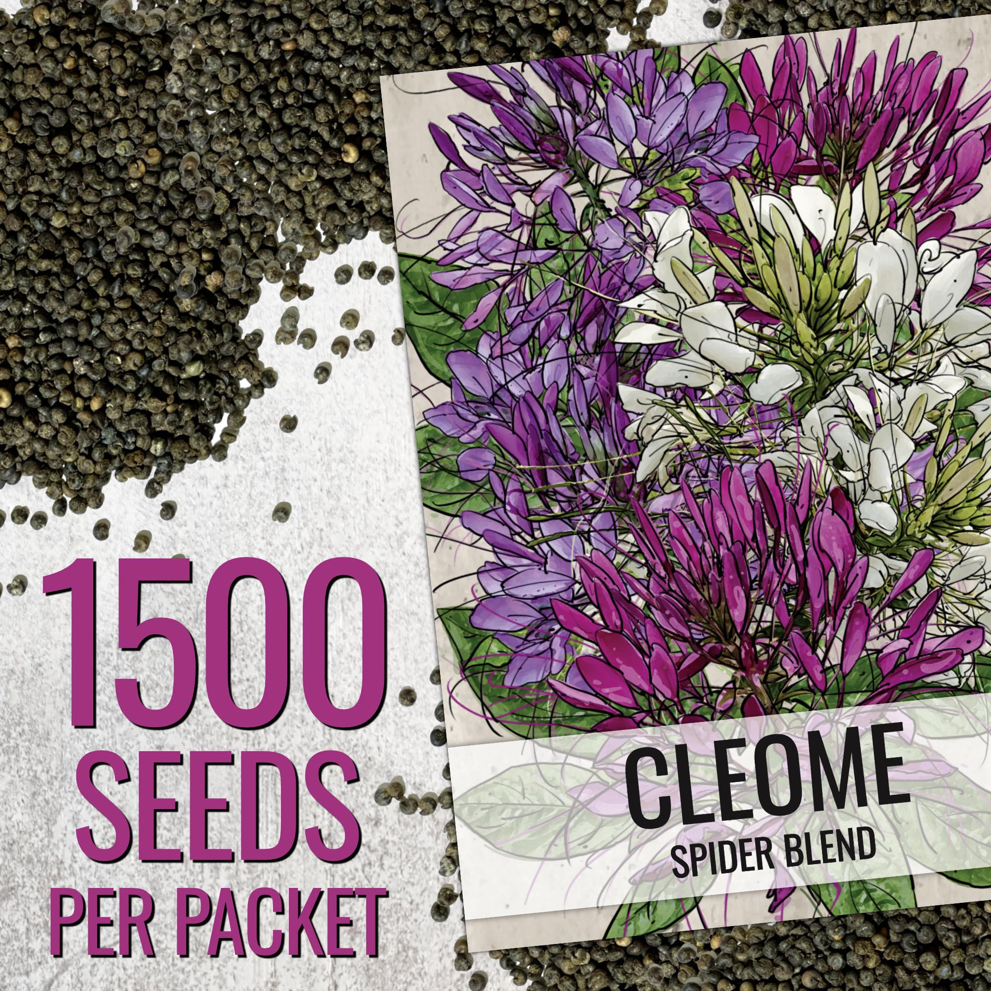 Seed Needs Cleome pink spidery bloom close-up attracting pollinators